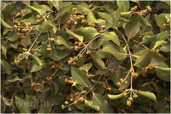 Avicennia alba